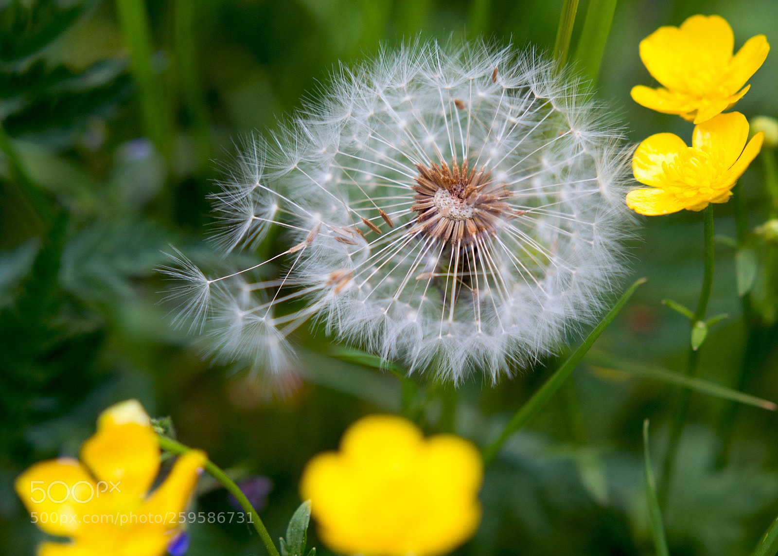 Nikon D7100 sample photo. Dandelion photography