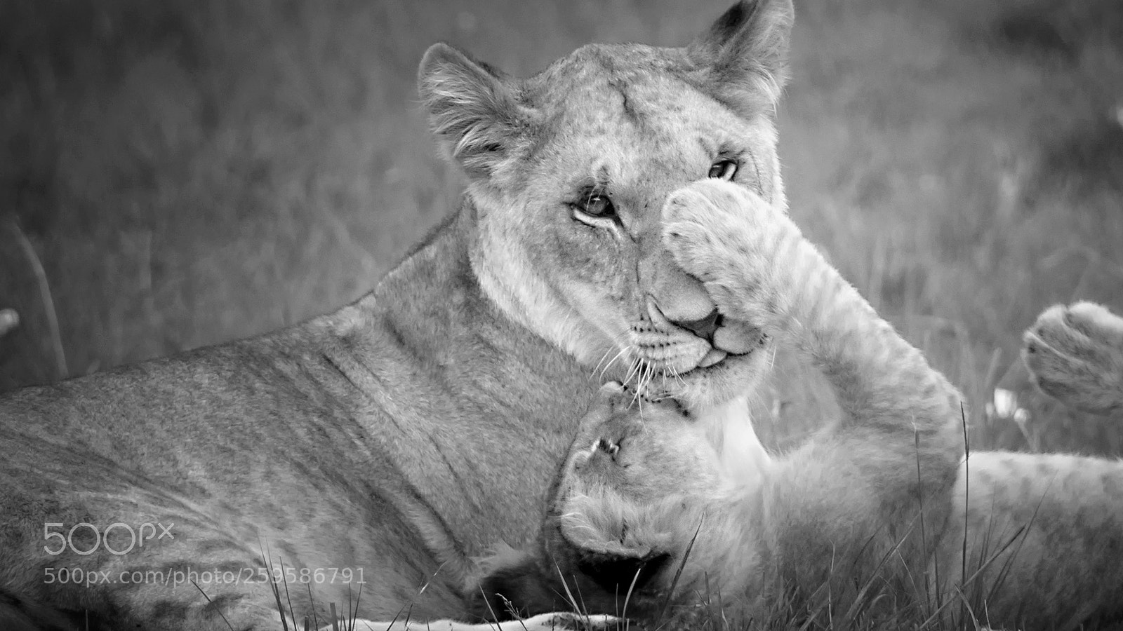 Nikon D500 sample photo. Love you mom ! photography