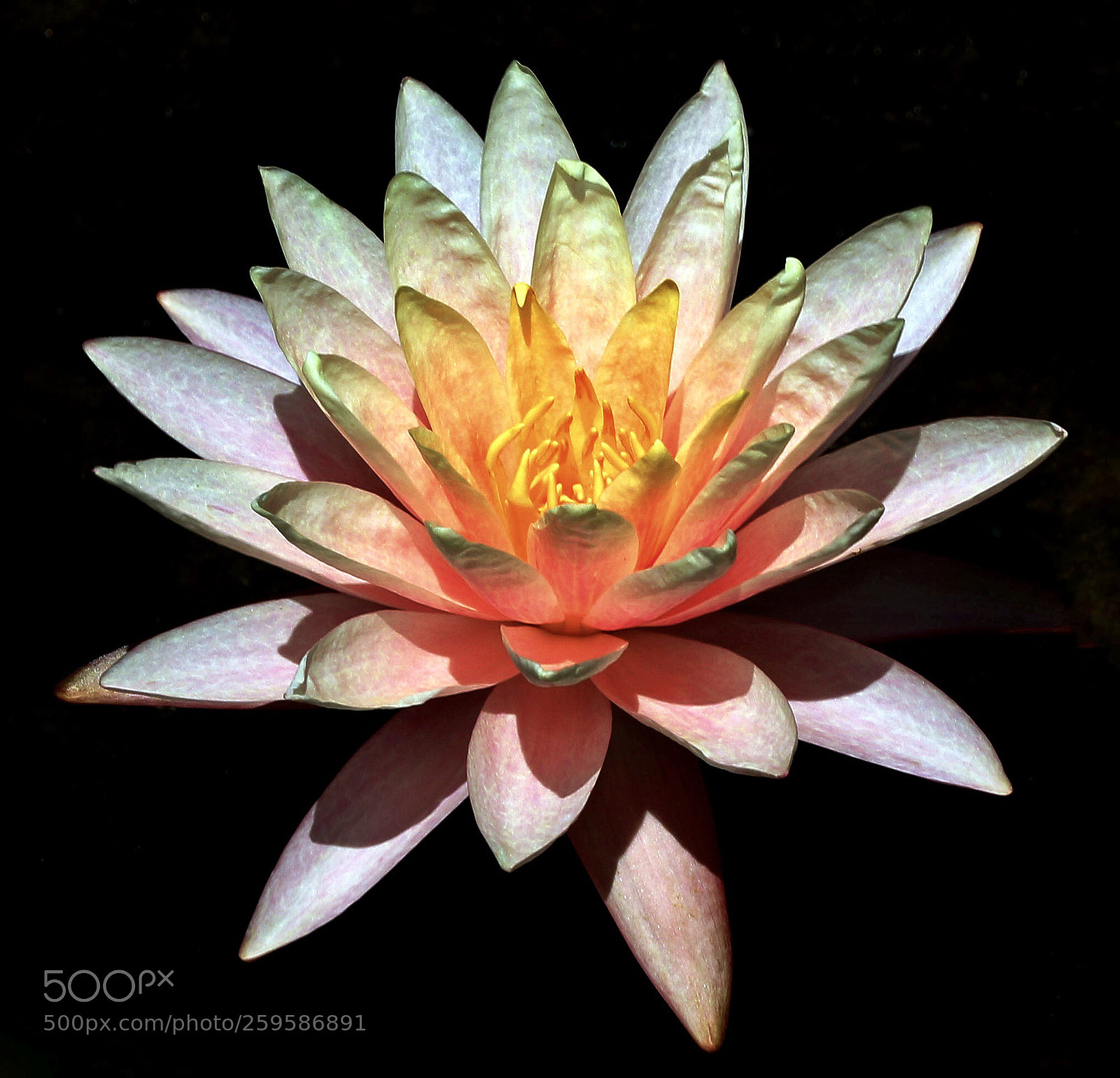 Canon EOS 7D Mark II sample photo. Waterlily photography