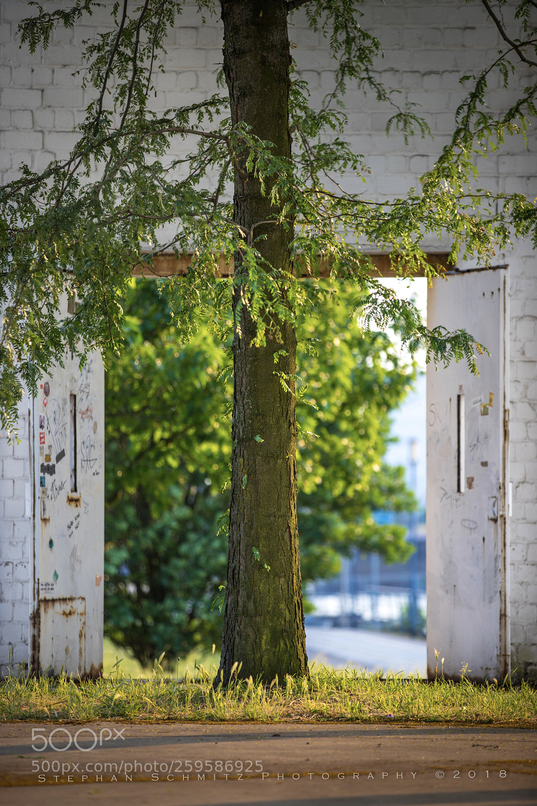 Canon EOS 6D Mark II sample photo. Tree of life photography