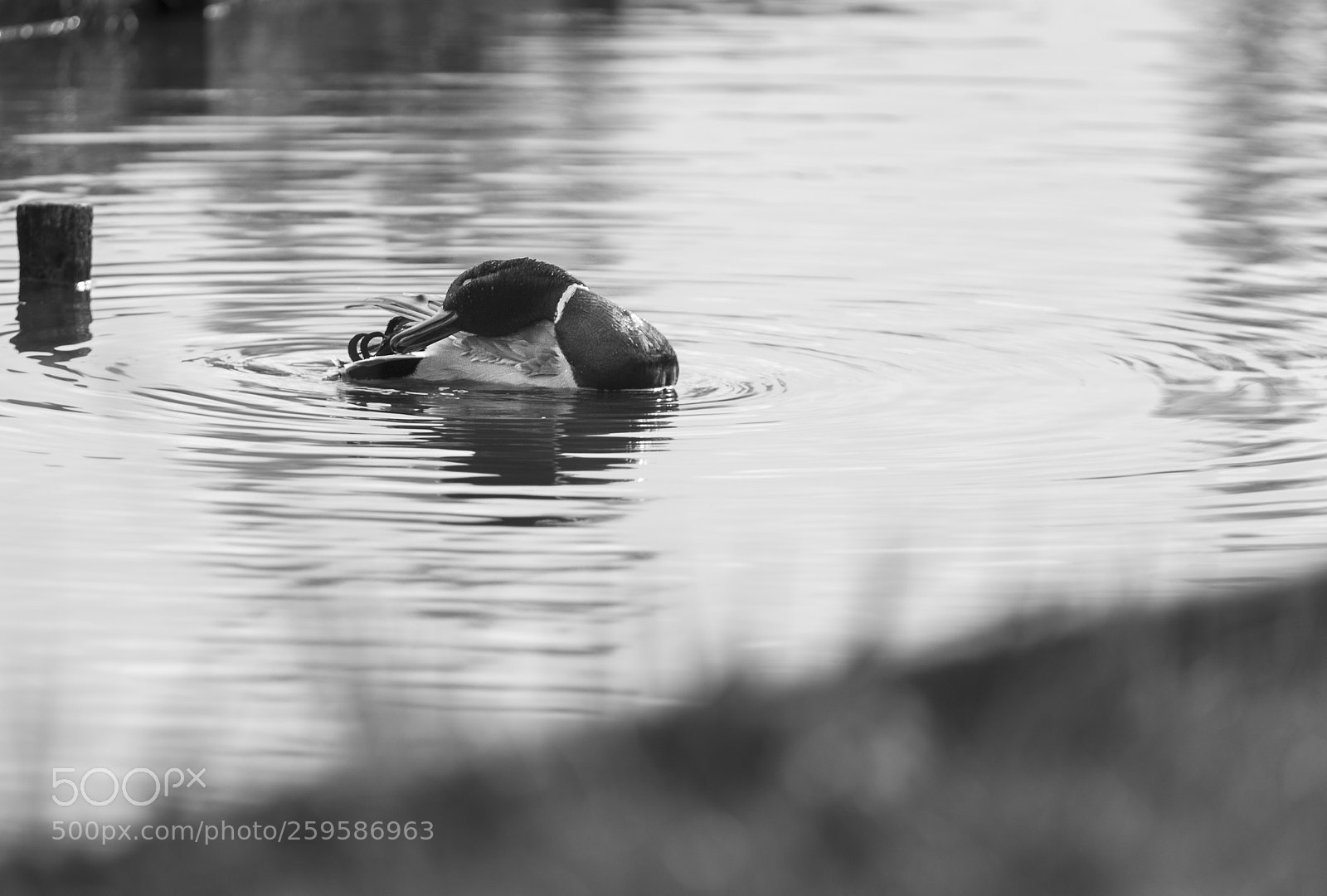 Nikon D700 sample photo. Duck cleansing photography