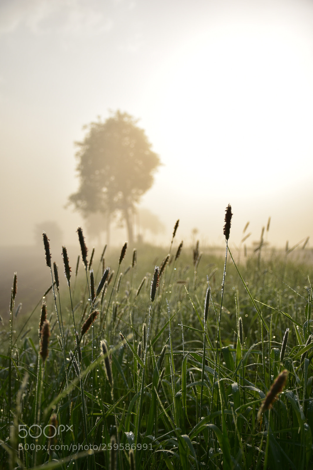 Nikon D7200 sample photo. Morning fog photography