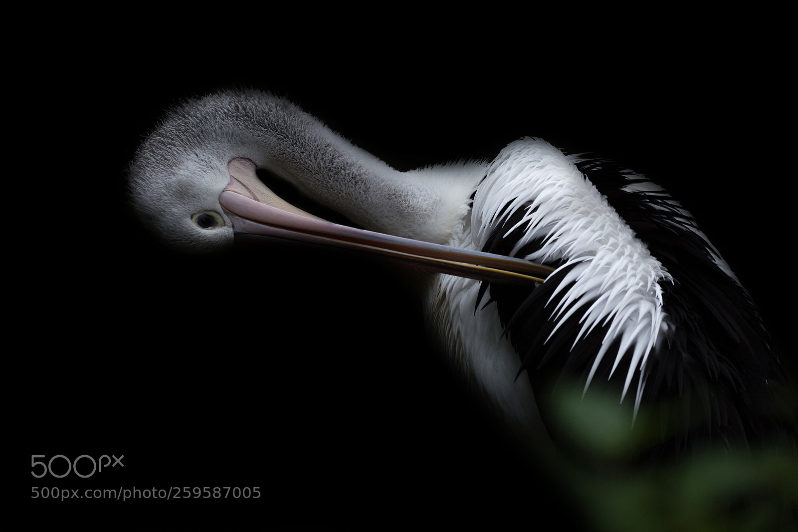 Nikon D7100 sample photo. Australian pelican photography