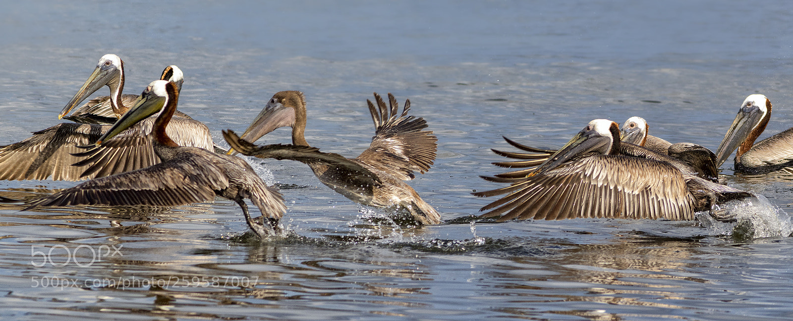 Canon EOS 7D Mark II sample photo. Flock take off photography