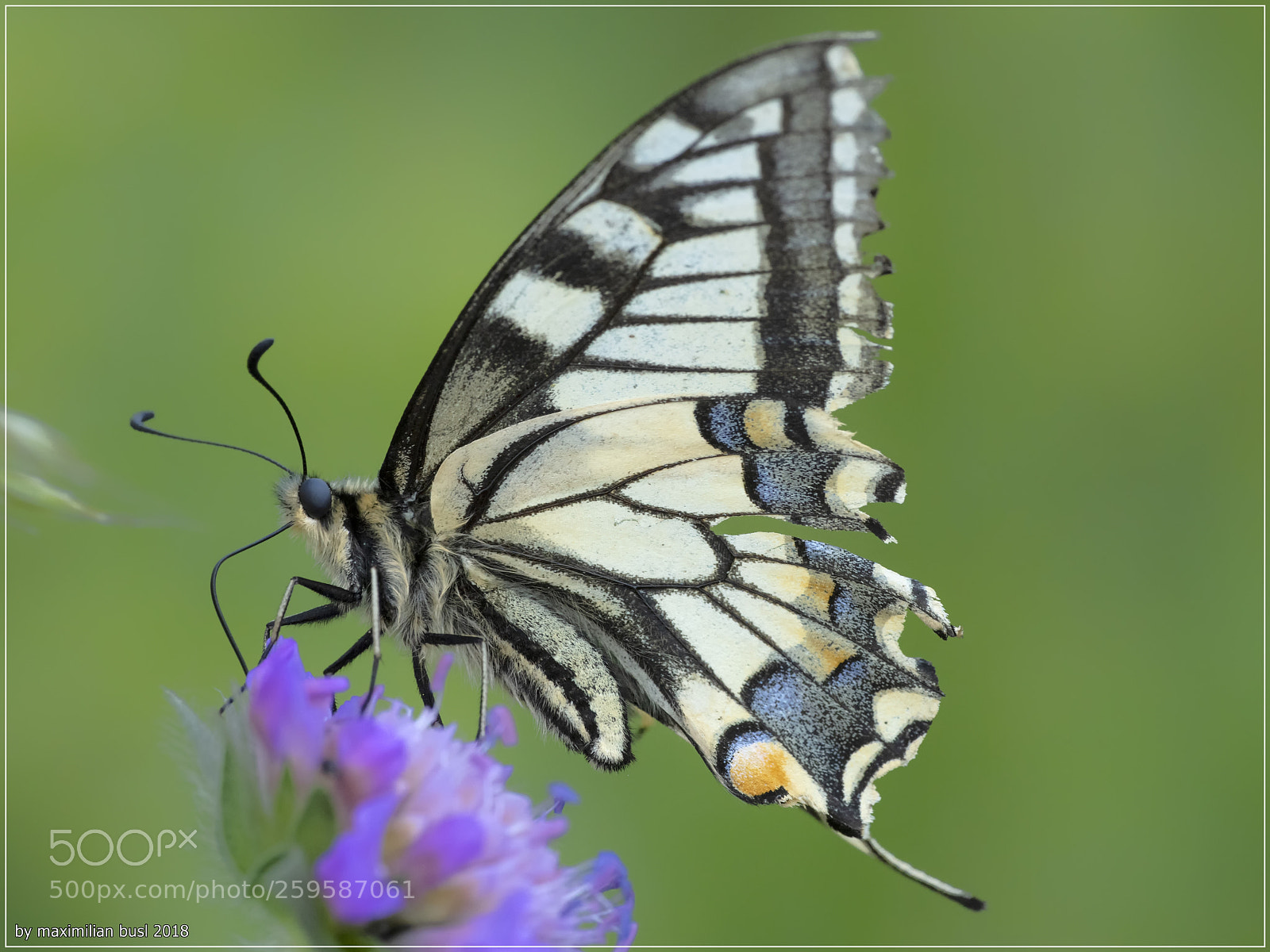 Nikon D850 sample photo. Bashed-up swallowtail photography
