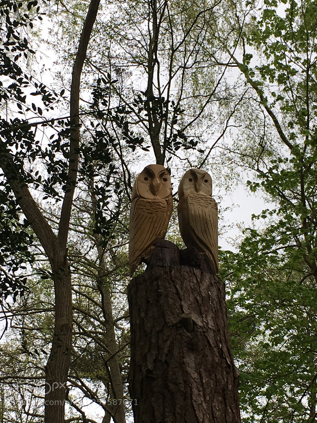 Apple iPhone SE sample photo. Wise owls photography