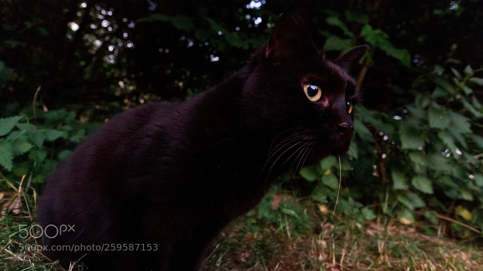 Canon EOS 7D sample photo. Finn photography
