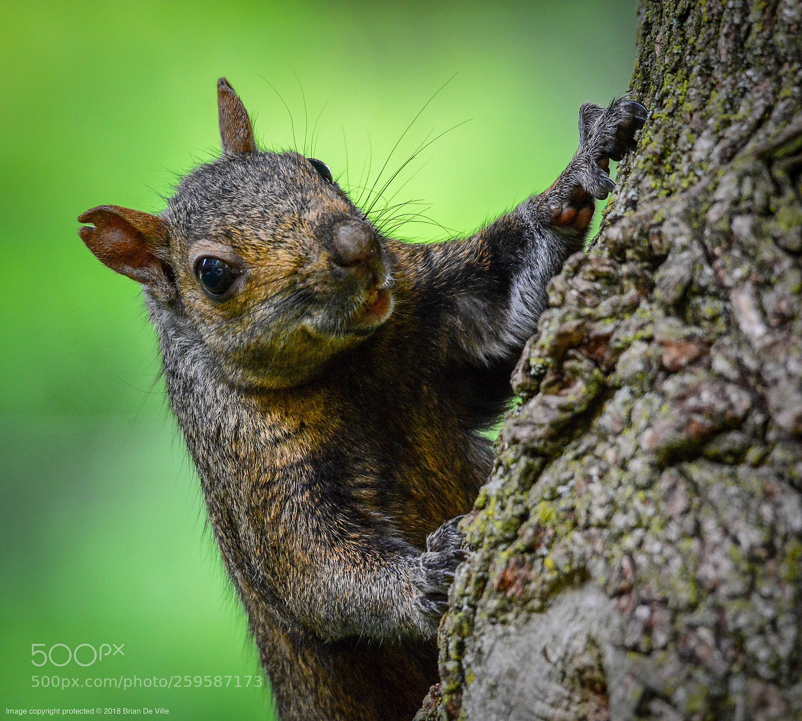 Nikon D7100 sample photo. Nuts.  photography
