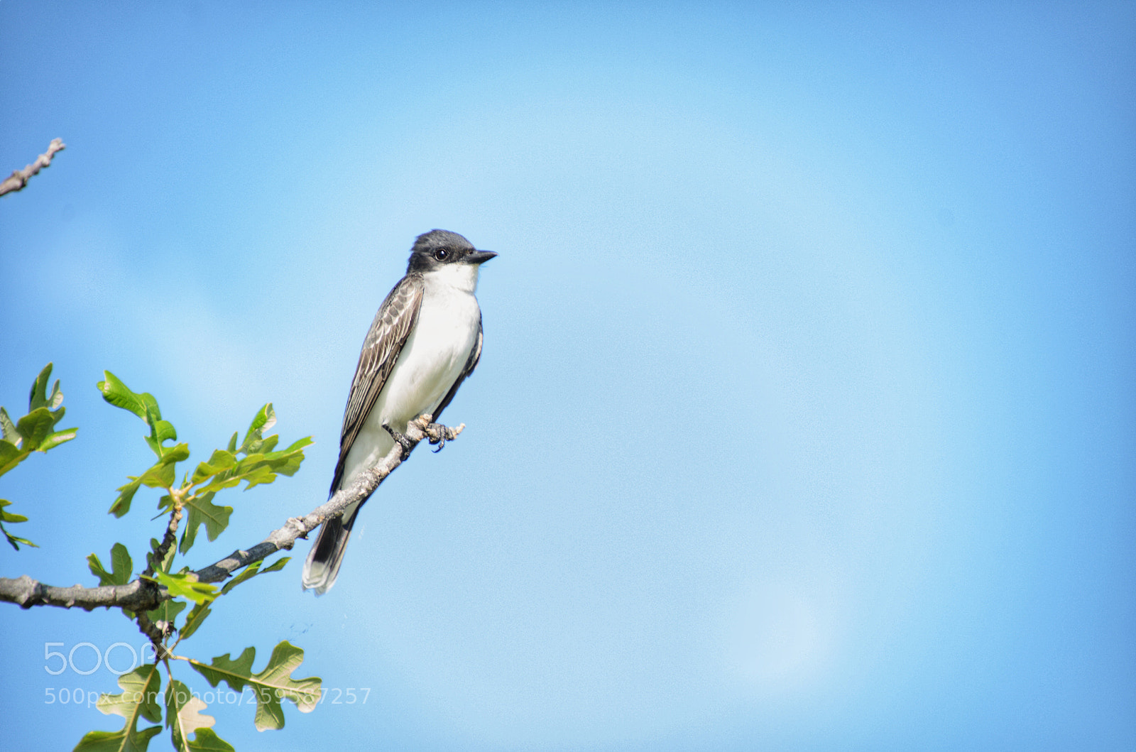 Nikon D5100 sample photo. Bee eater photography