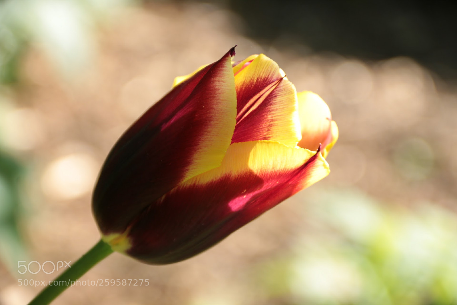 Canon EF-S 18-135mm F3.5-5.6 IS sample photo. Tulip photography