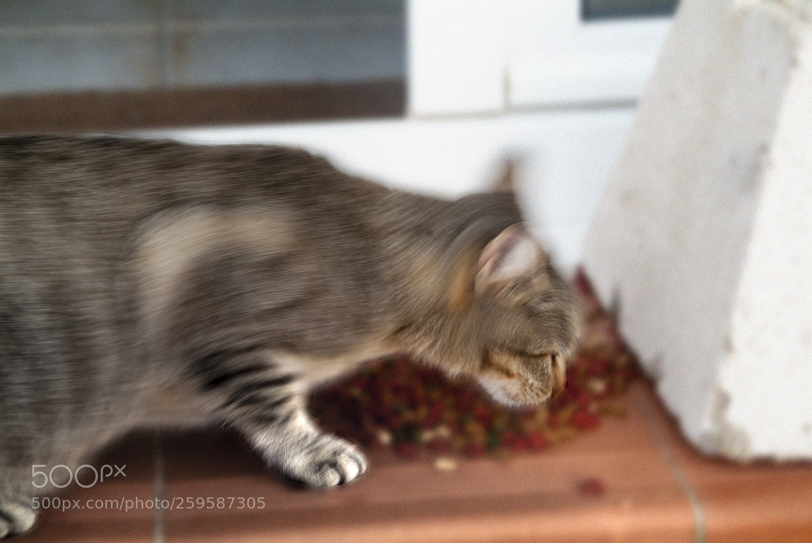 Fujifilm FinePix S3 Pro sample photo. Untitled photography