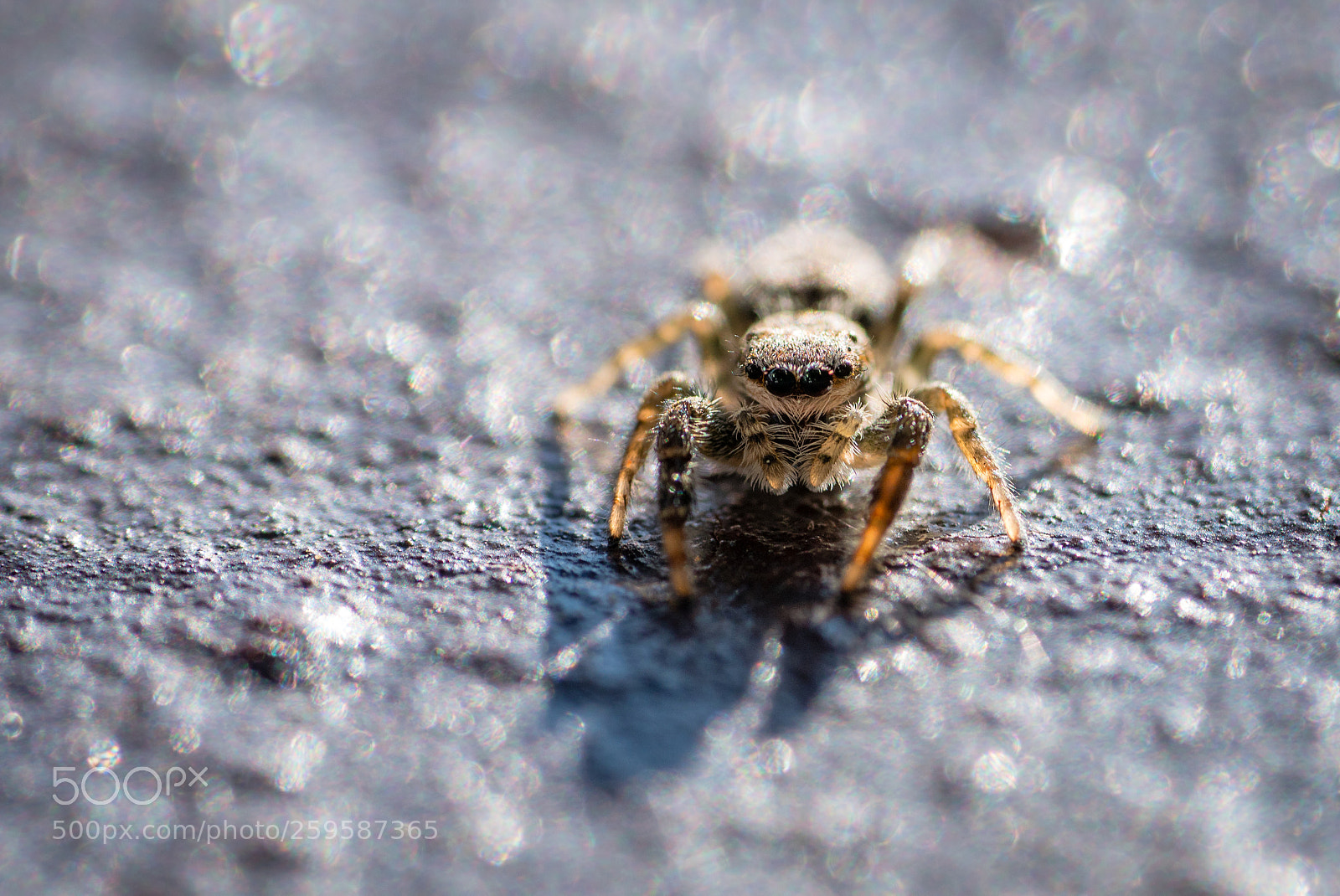 Sony a7R II sample photo. Jumping spider photography