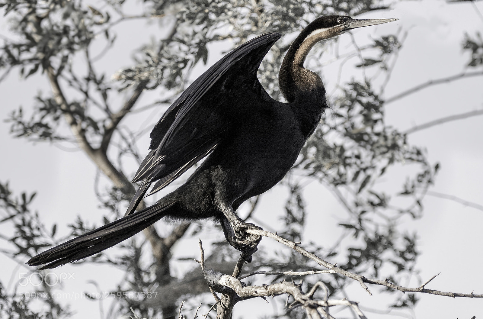 Canon EOS 7D Mark II sample photo. African darter (anhinga rufa) photography