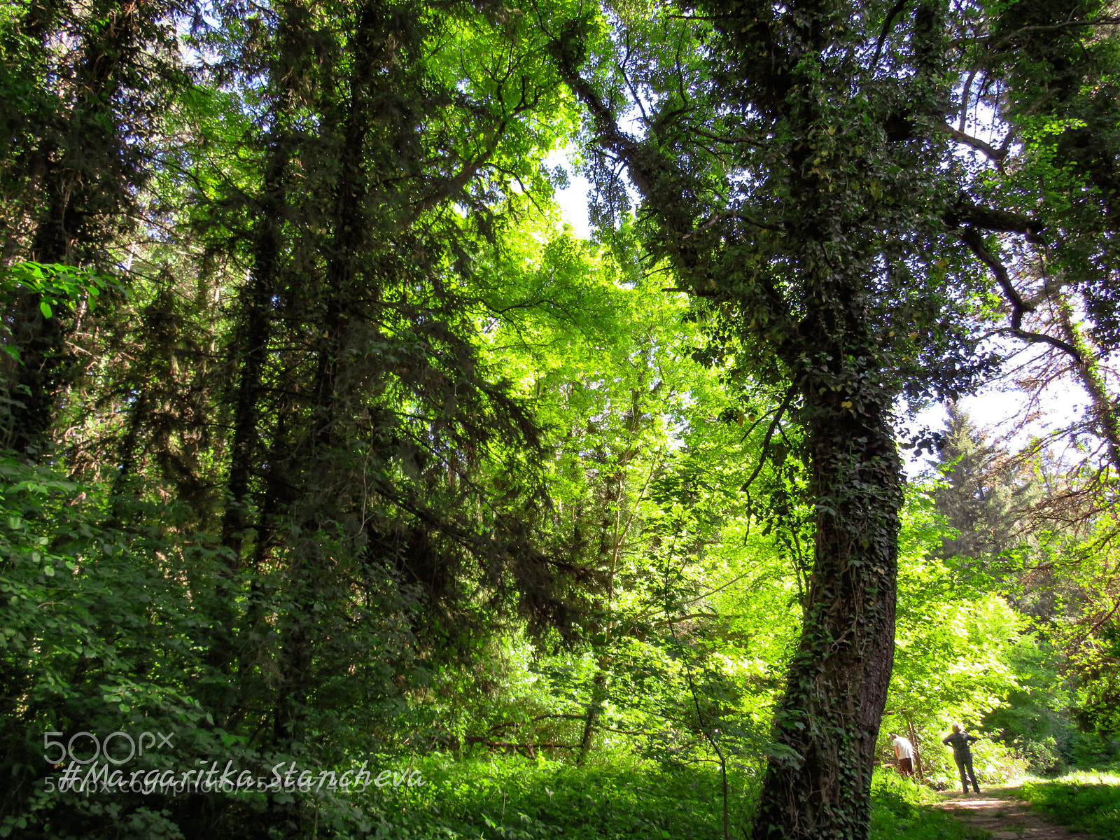 Canon PowerShot SX540 HS sample photo. Forest photography