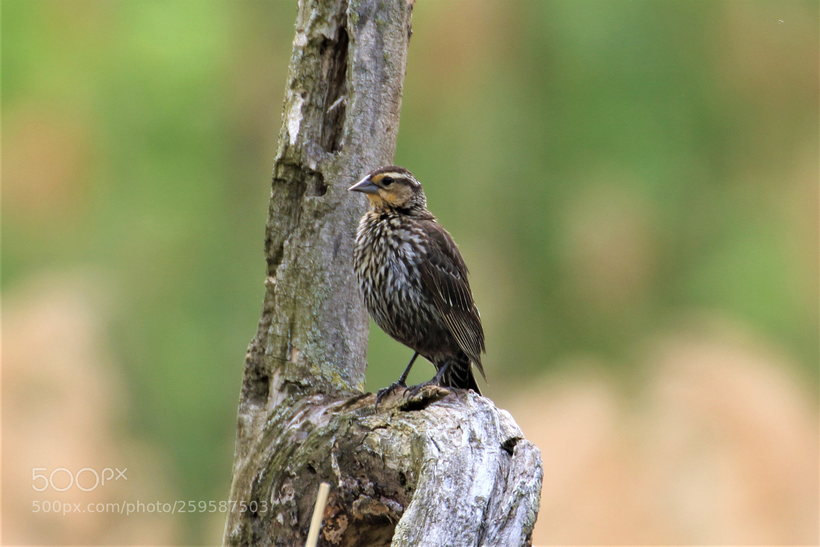 Canon EOS 7D Mark II sample photo. Red-winged blackbird photography
