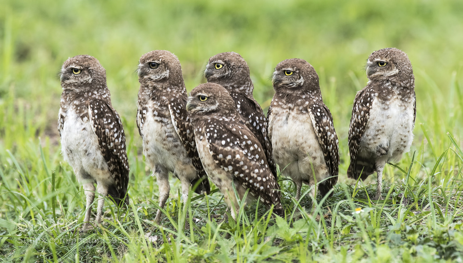 Nikon D850 sample photo. The six siblings  !!!!!!!!!!!!!!!!! photography