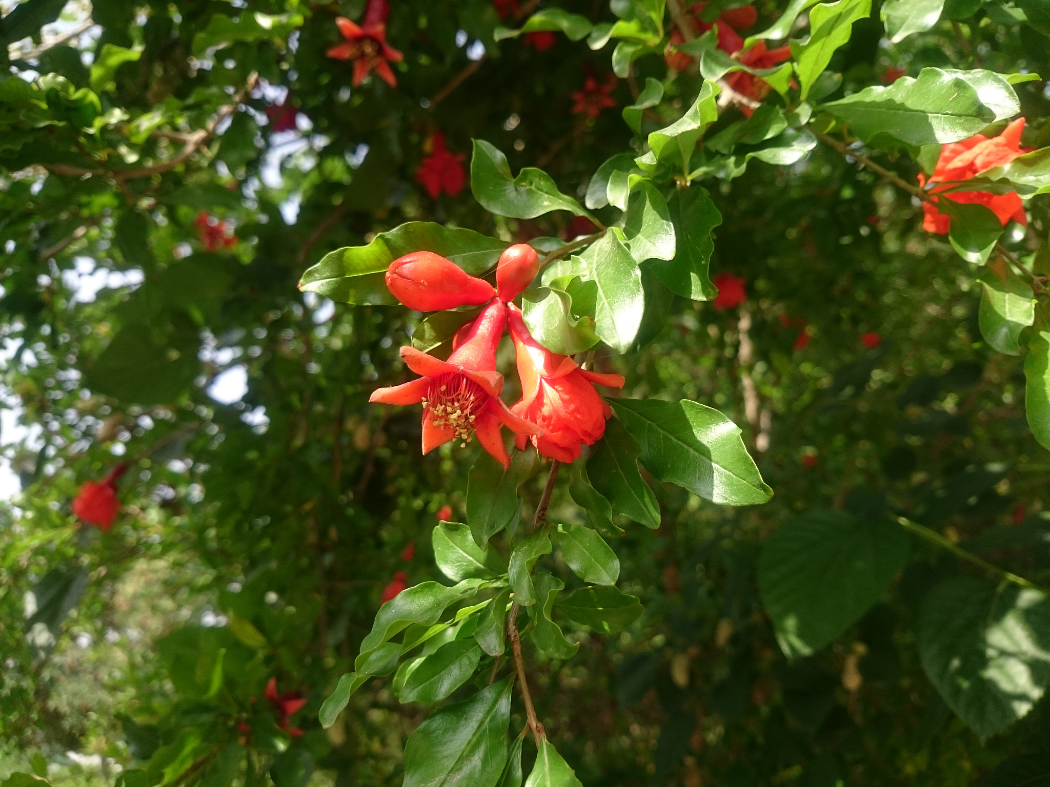 Sony Xperia Z2 sample photo. Pomegranate blossom photography