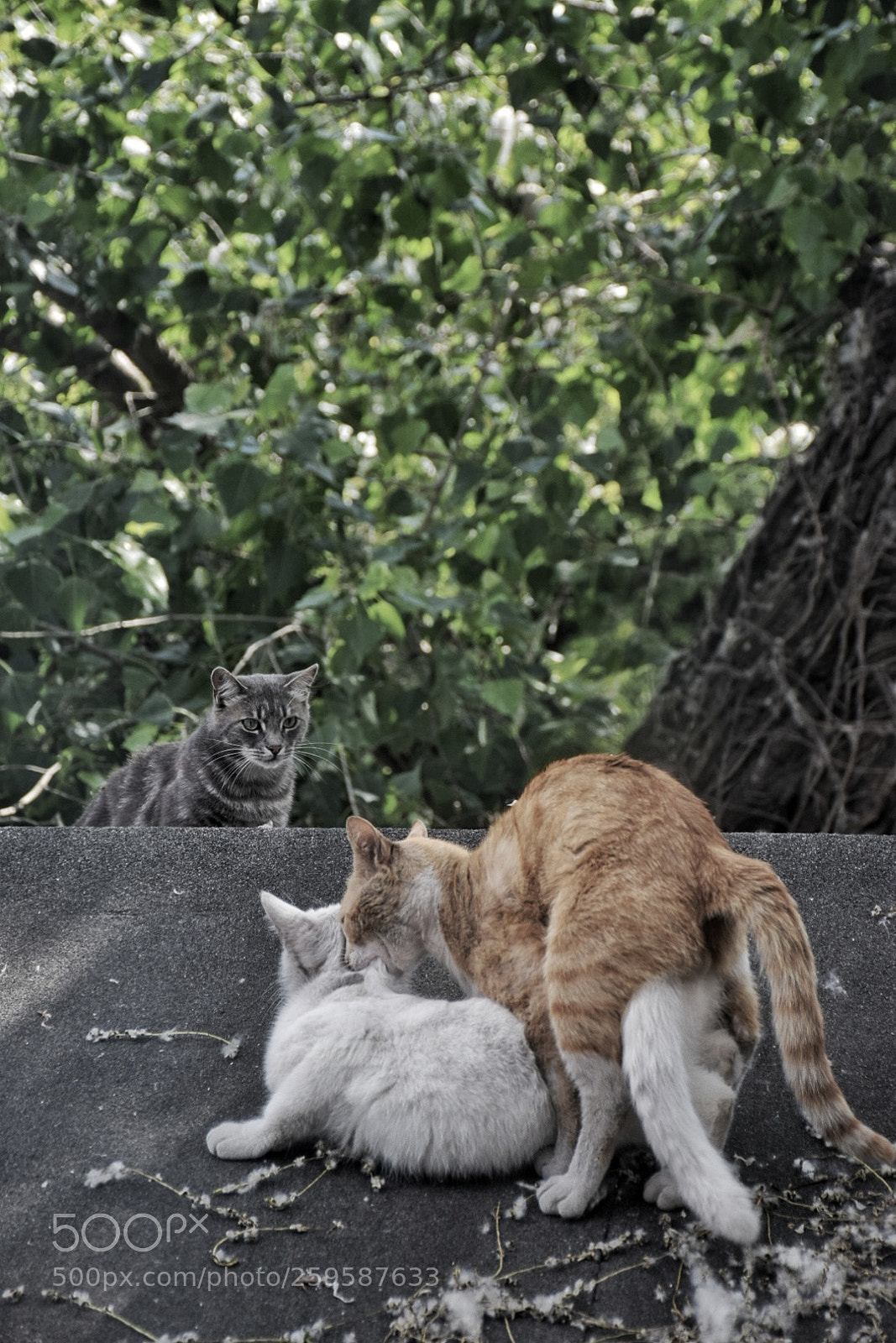 Nikon D5300 sample photo. Cats photography