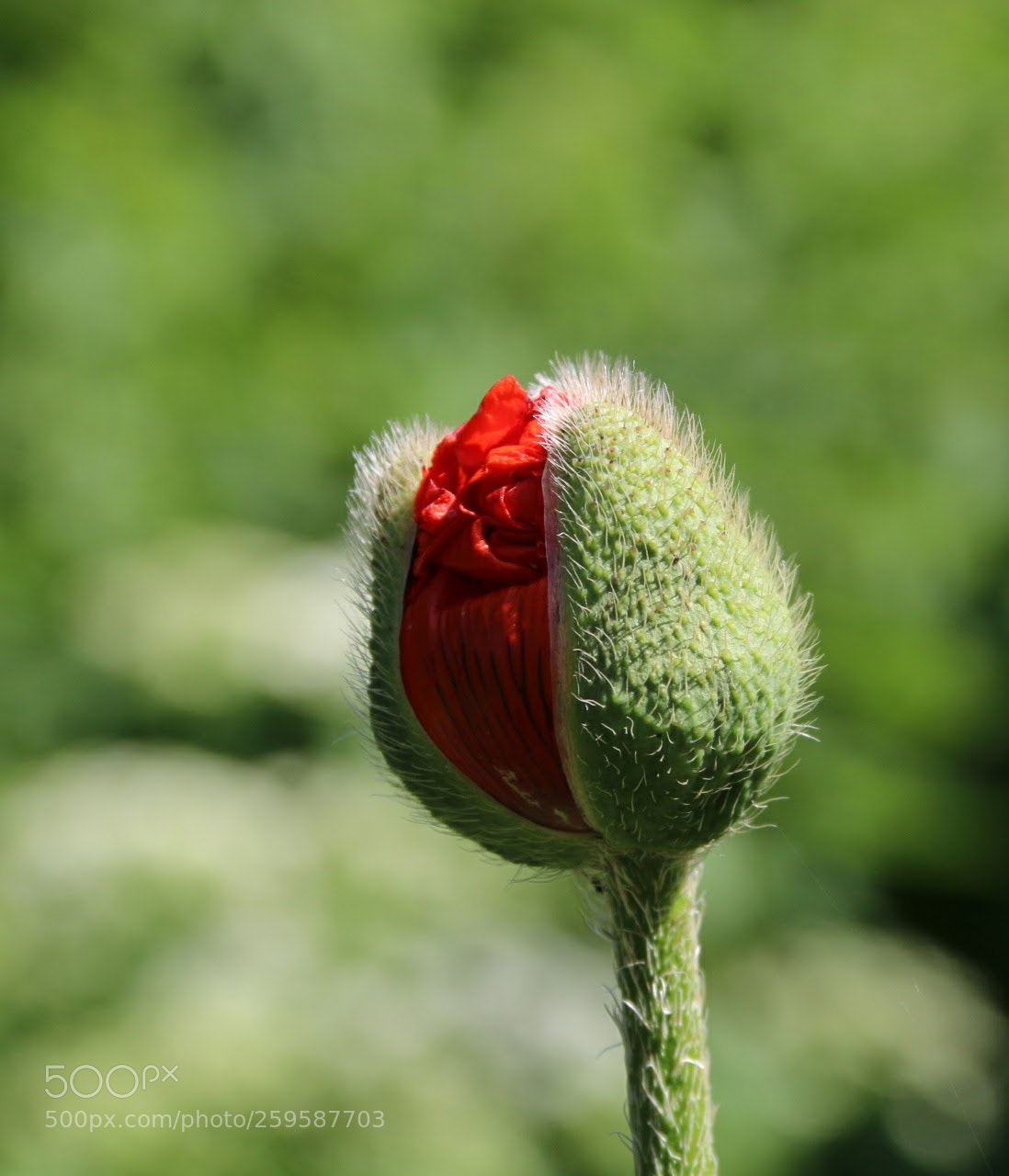 Canon EF-S 18-135mm F3.5-5.6 IS sample photo. Klatschmohn/ poppy photography