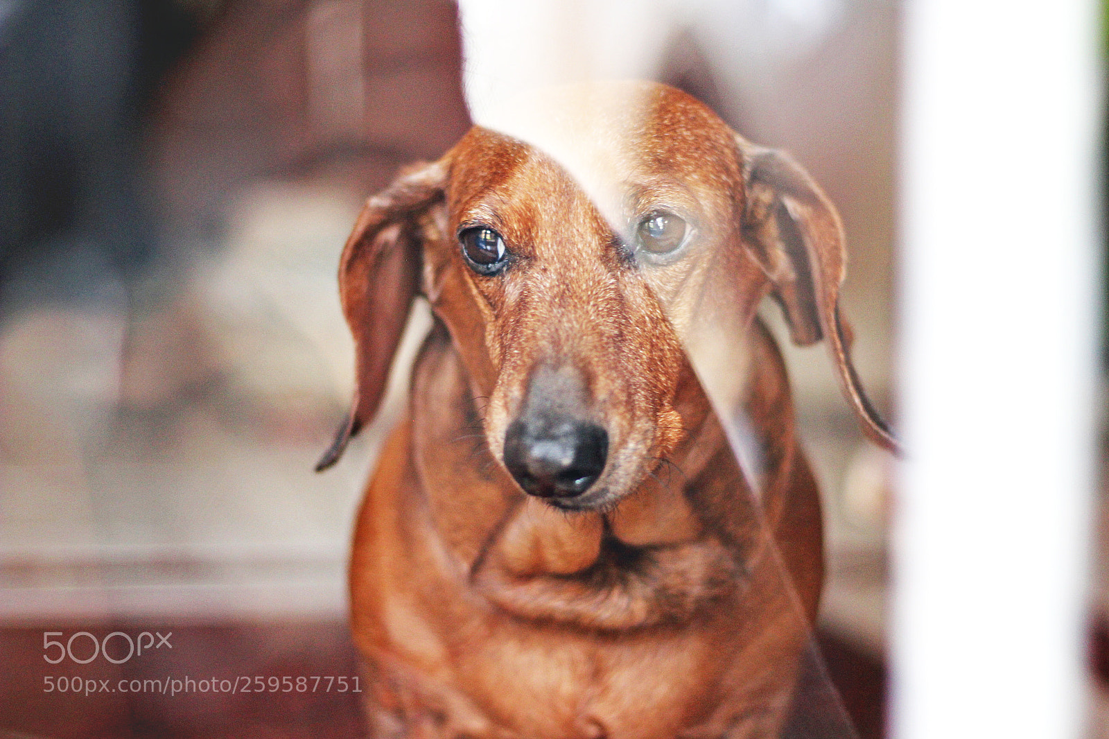 Canon EOS 100D (EOS Rebel SL1 / EOS Kiss X7) sample photo. Little teckel photography