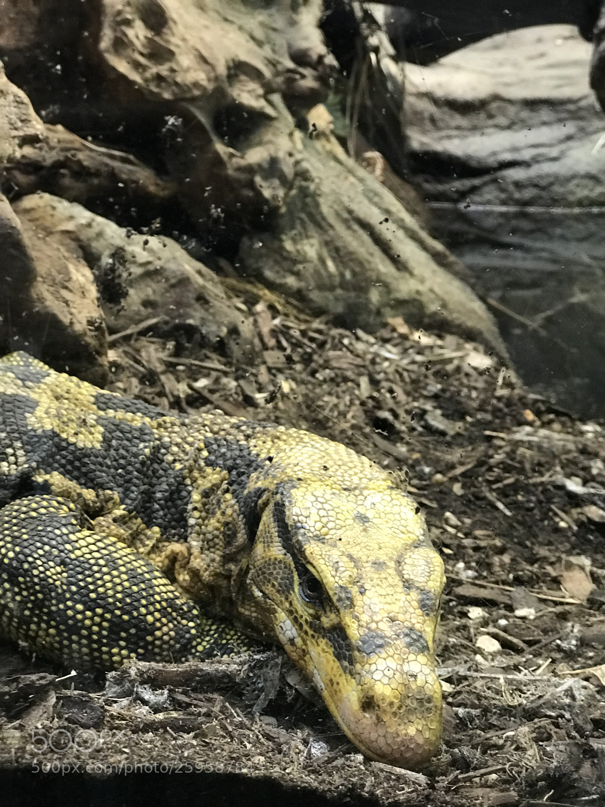Apple iPhone 7 Plus sample photo. Lizard photography