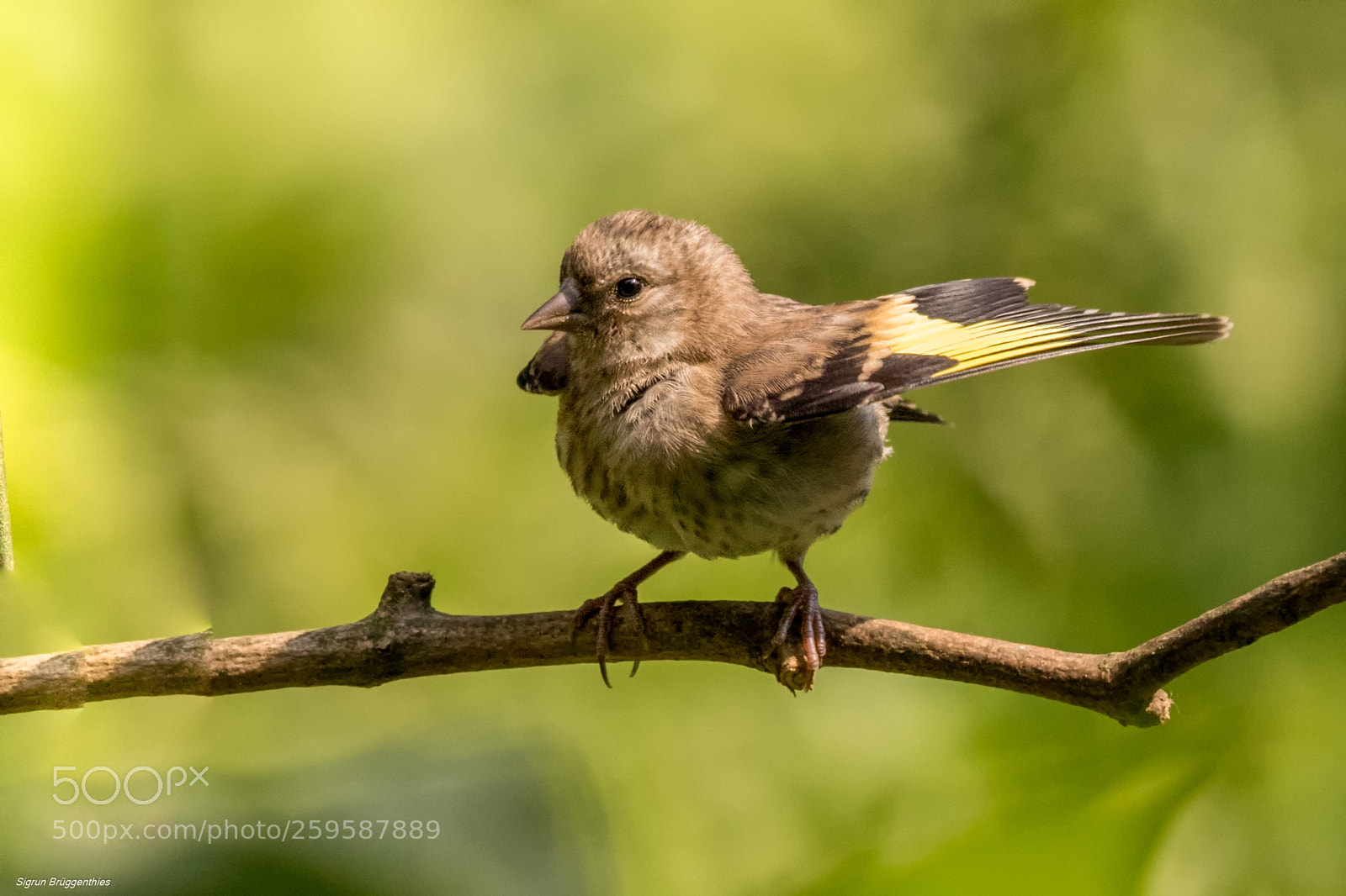 Canon EOS 7D Mark II sample photo. Stieglitz/goldfinch chick photography