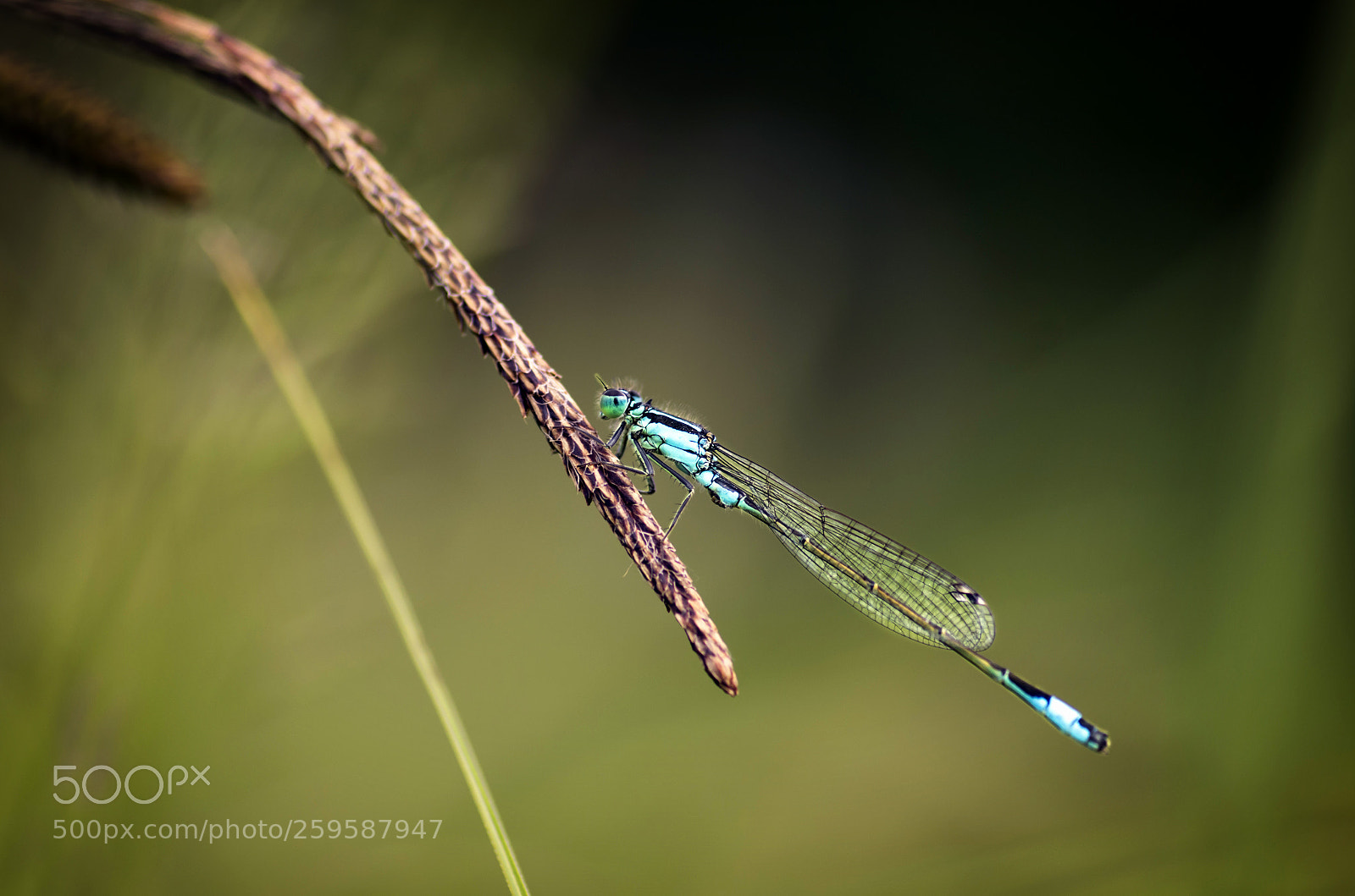 Pentax K-5 sample photo. Blue damzelfly photography