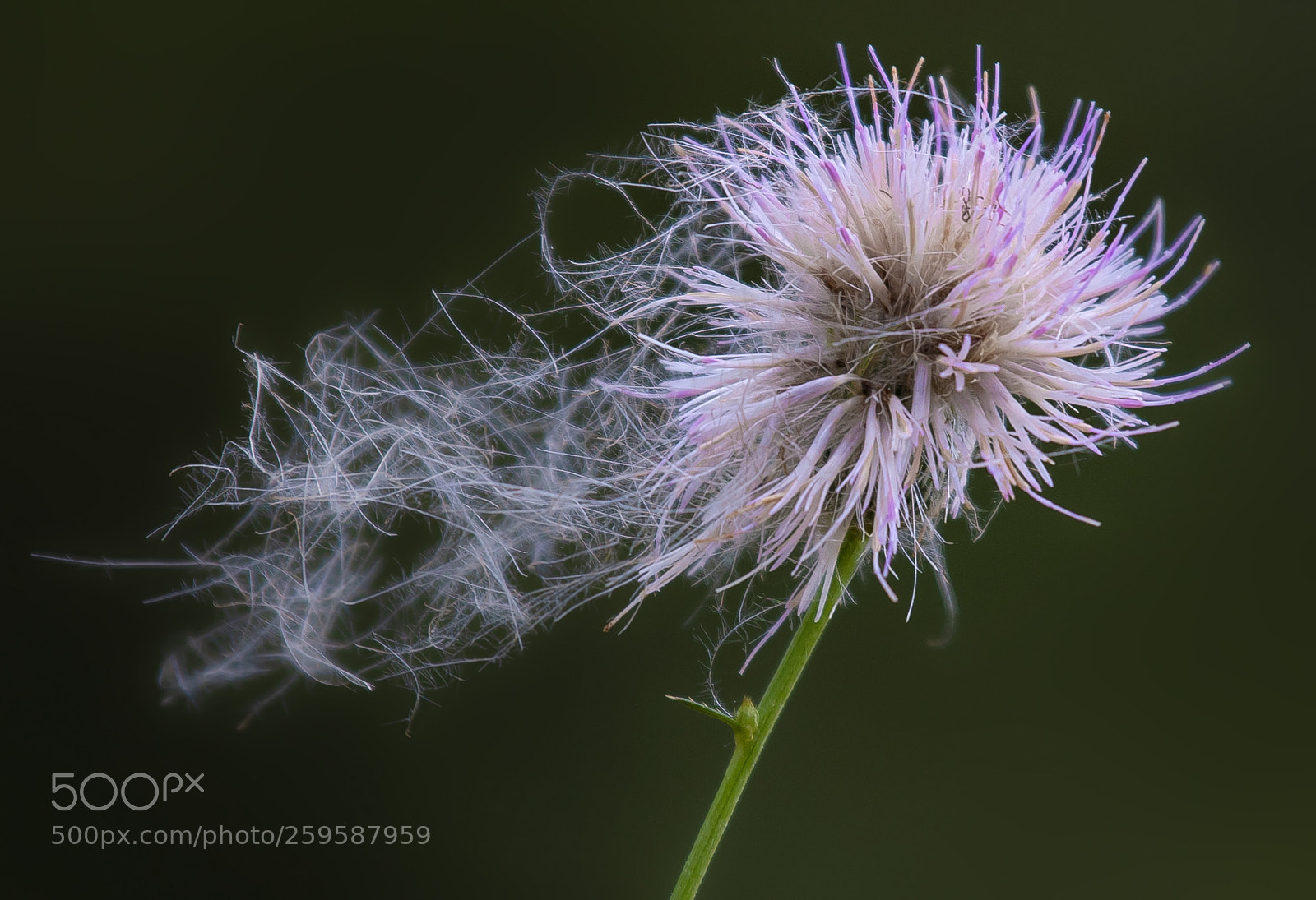 Nikon D850 sample photo. Fightingwind photography