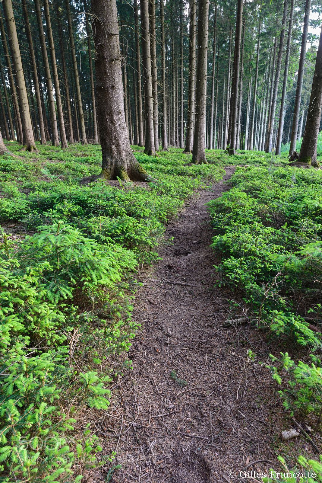 Nikon D800 sample photo. Path in the wood. photography