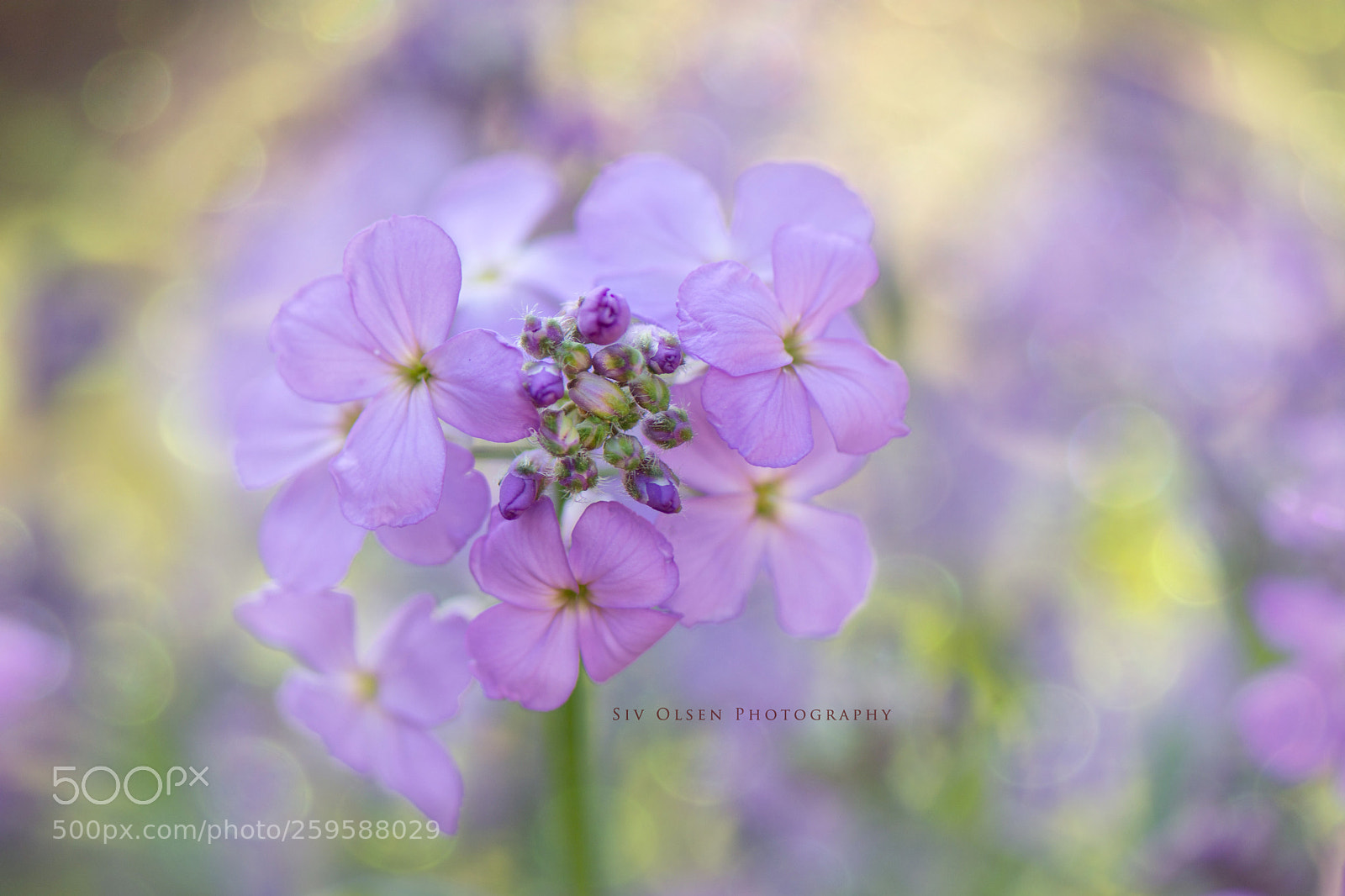 Nikon D7100 sample photo. ~ sweet purple ~ photography