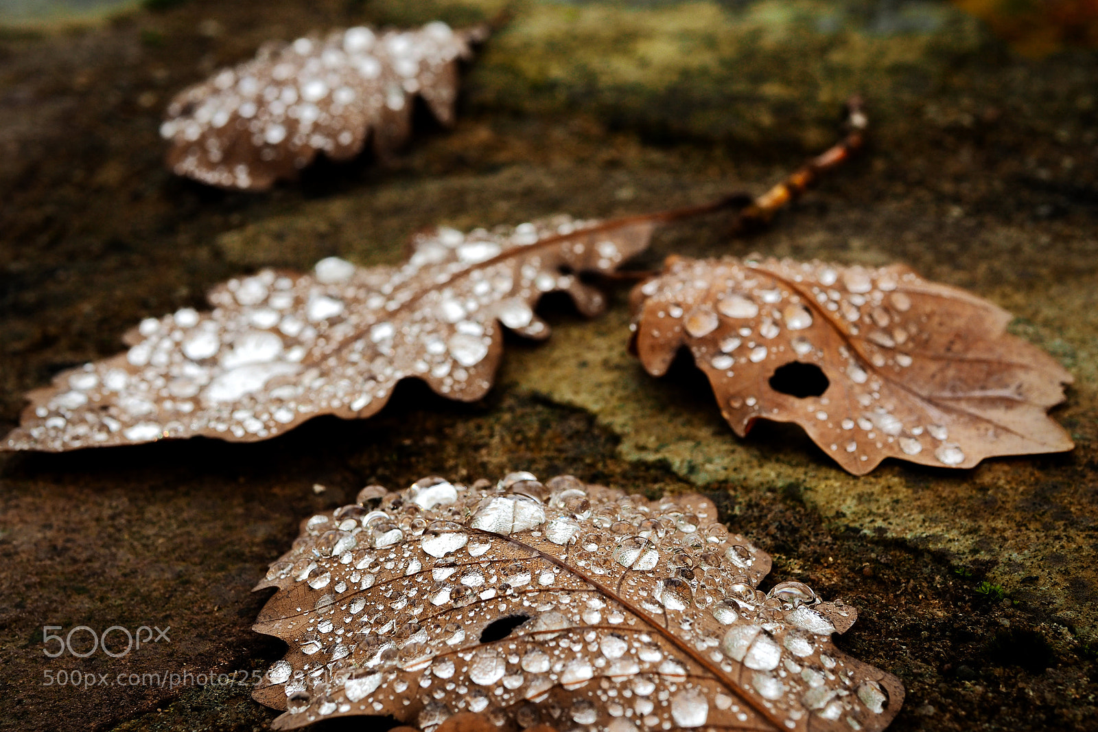 Olympus OM-D E-M5 II sample photo. Herbstquartett photography