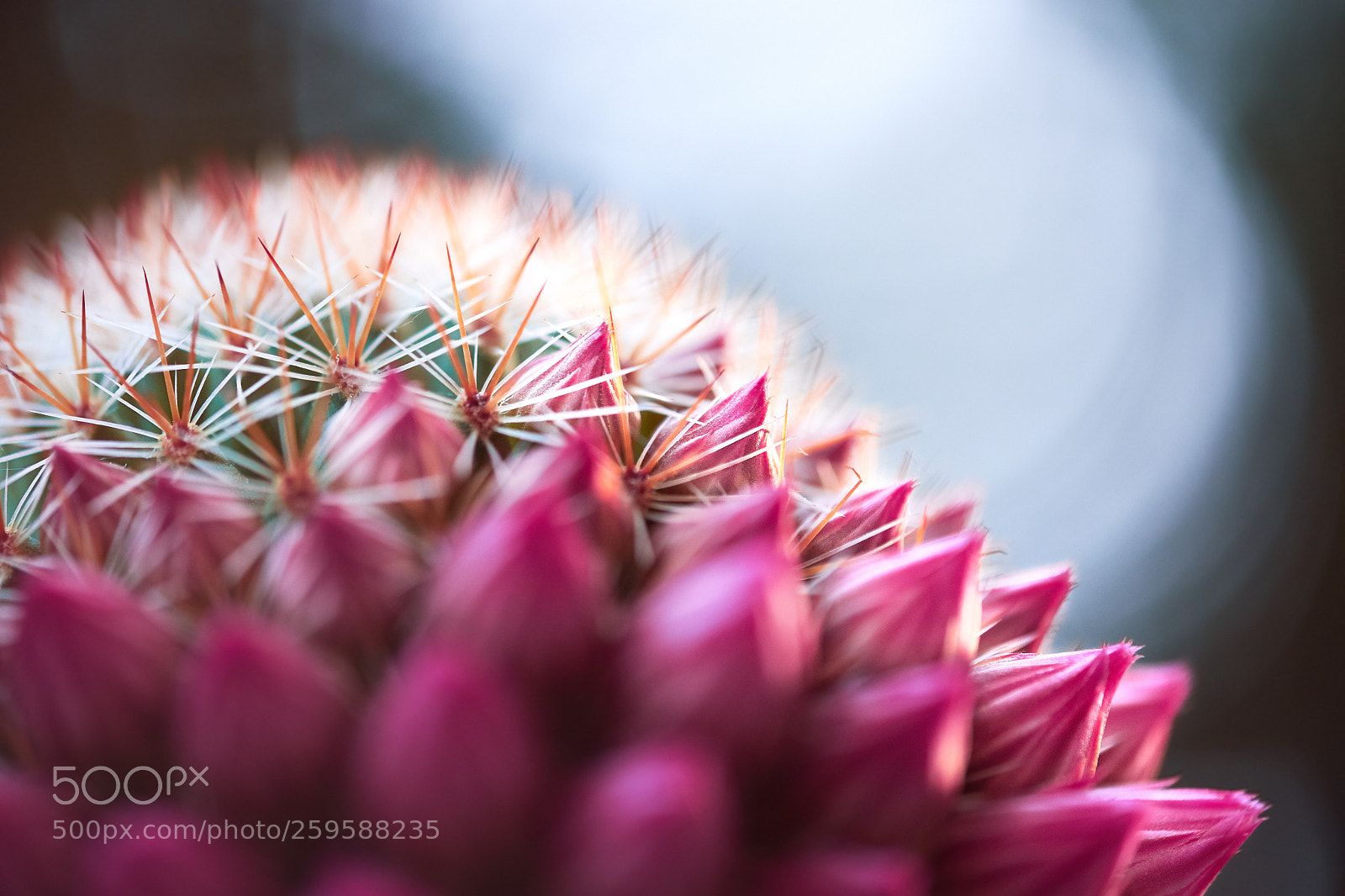 Fujifilm X-H1 sample photo. Cactus photography