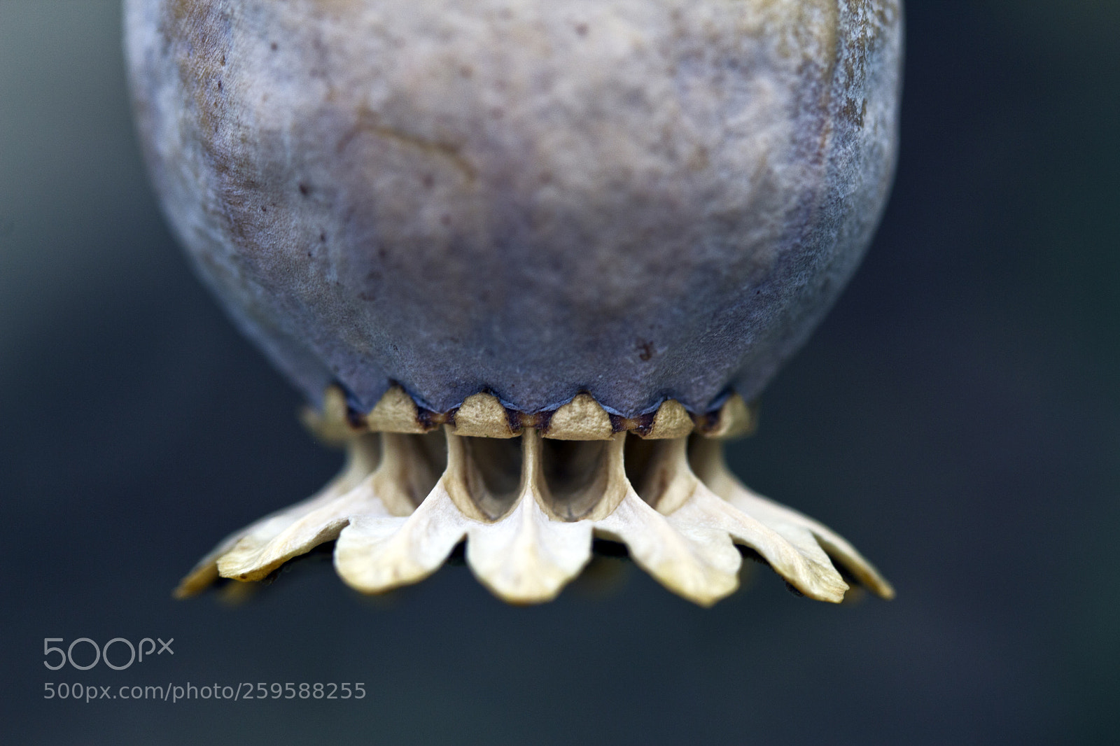 Canon EOS 60D sample photo. Mohnkapsel/poppy capsule photography