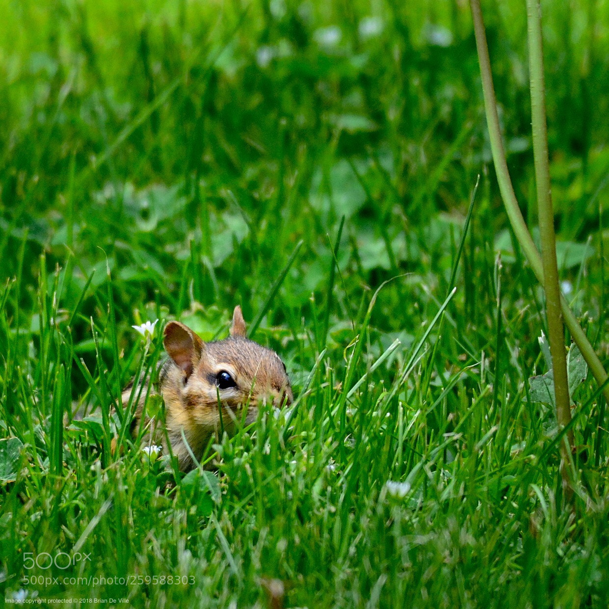 Nikon D7100 sample photo. Now you see me… photography