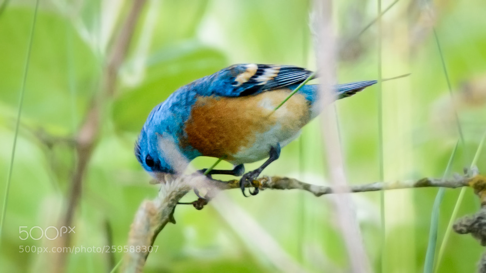 Nikon D800 sample photo. Lazuli photography