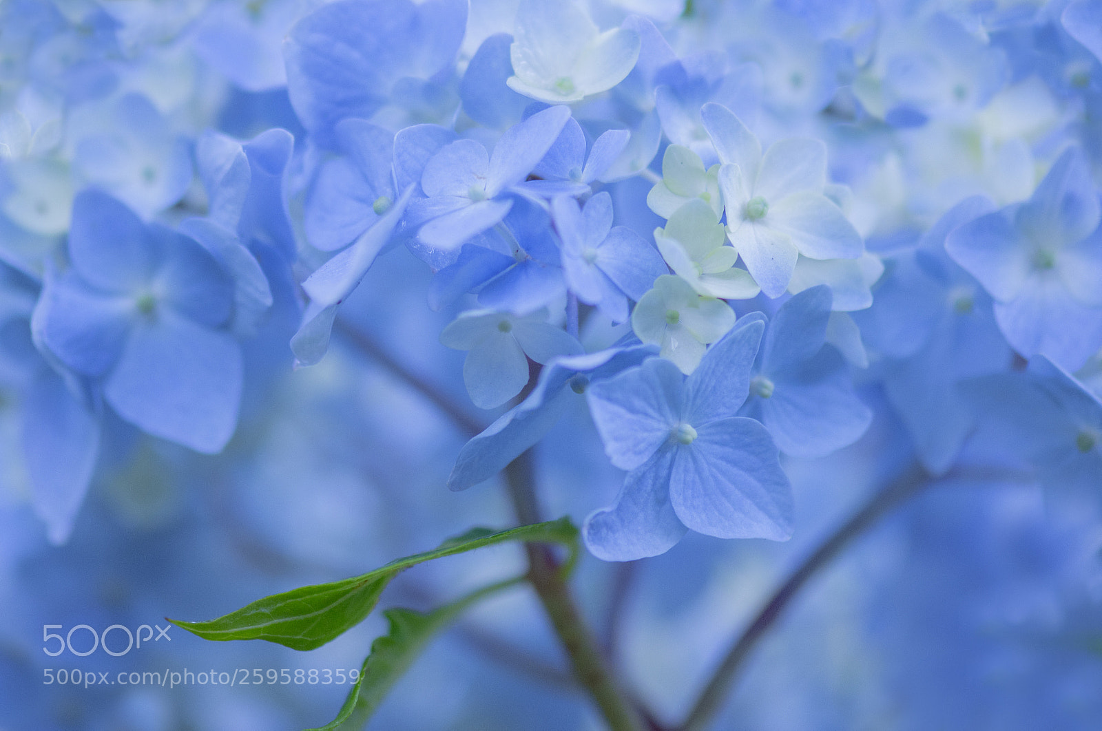 Nikon D800 sample photo. Springtime is babyblue photography