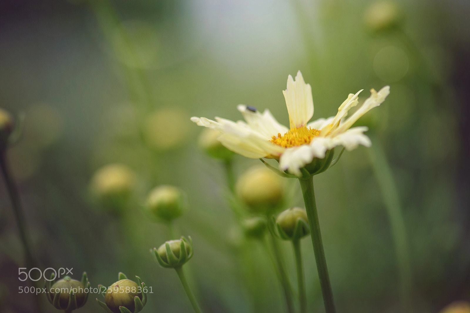 Nikon D5500 sample photo. Bloom photography