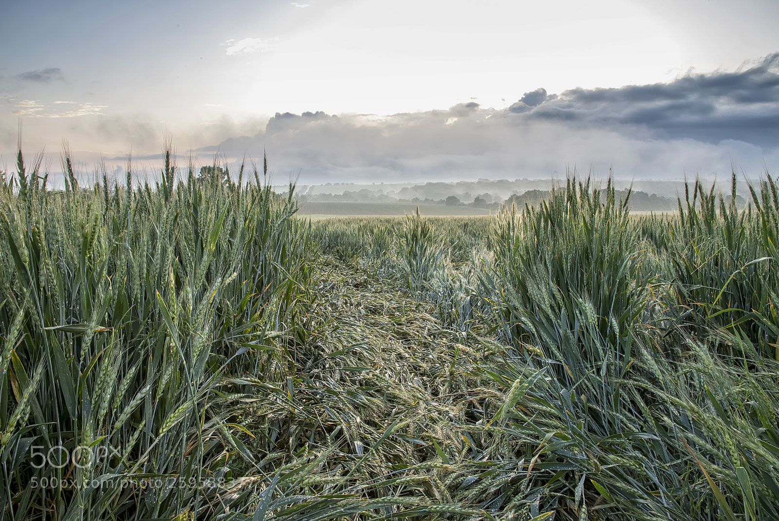 Canon EOS 6D Mark II sample photo. ??? photography