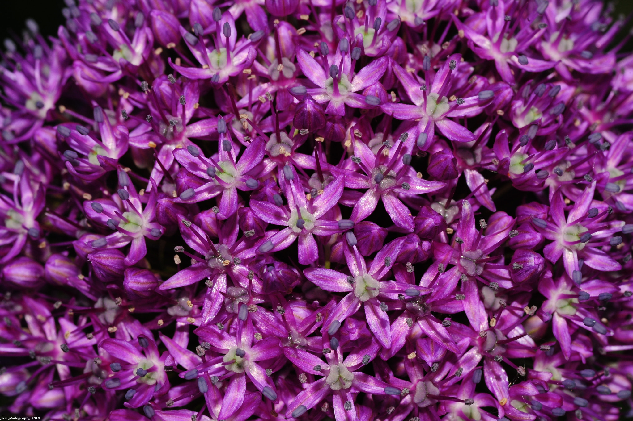 Nikon D700 sample photo. Allium photography