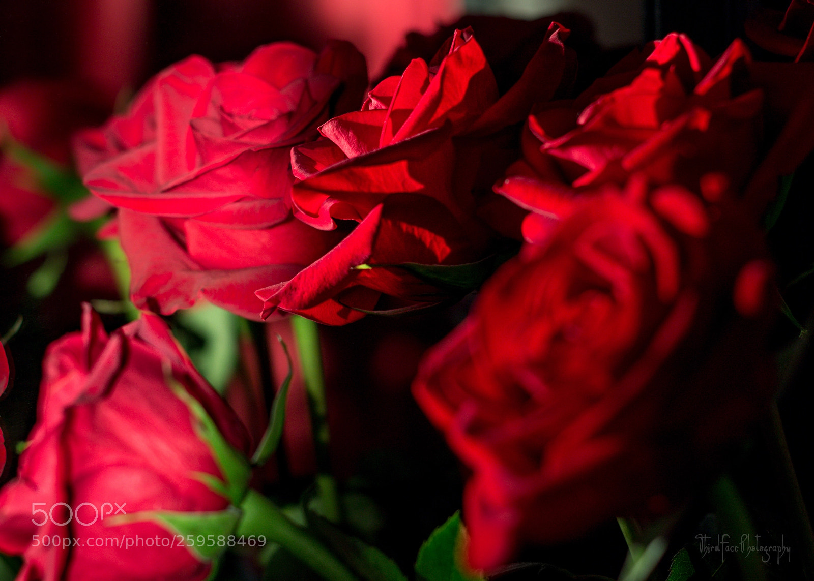 Canon EOS 650D (EOS Rebel T4i / EOS Kiss X6i) sample photo. Red velvet photography