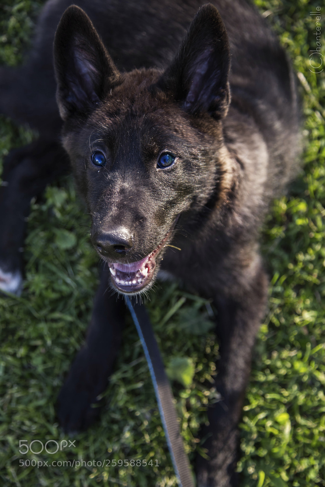 Canon EOS 6D sample photo. Wolf photography