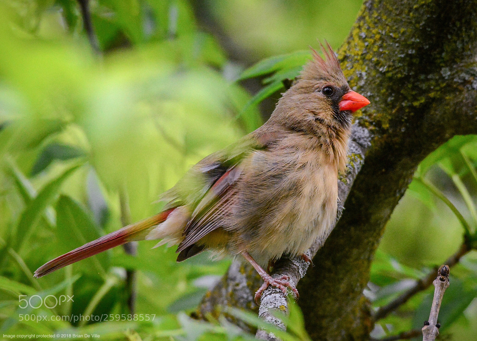 Nikon D7100 sample photo. All fluffed up.  photography