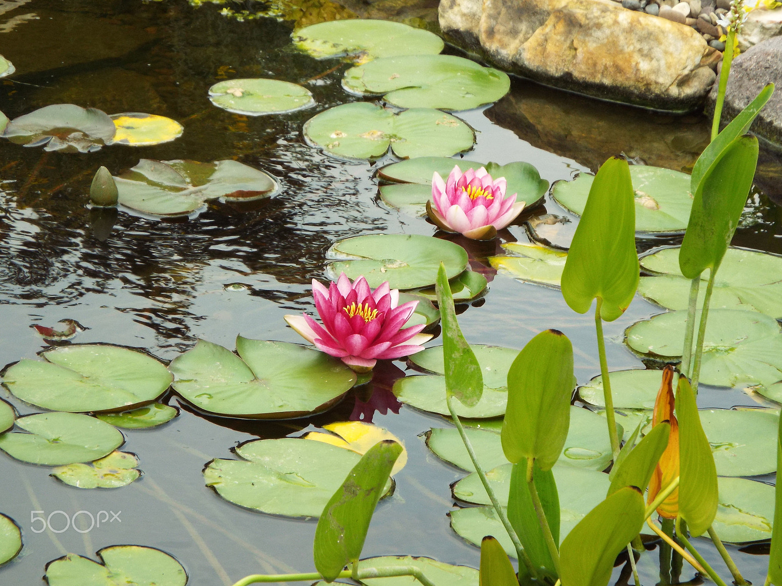 Fujifilm FinePix S9900W S9950W sample photo. Meeting in the middle of a pond photography