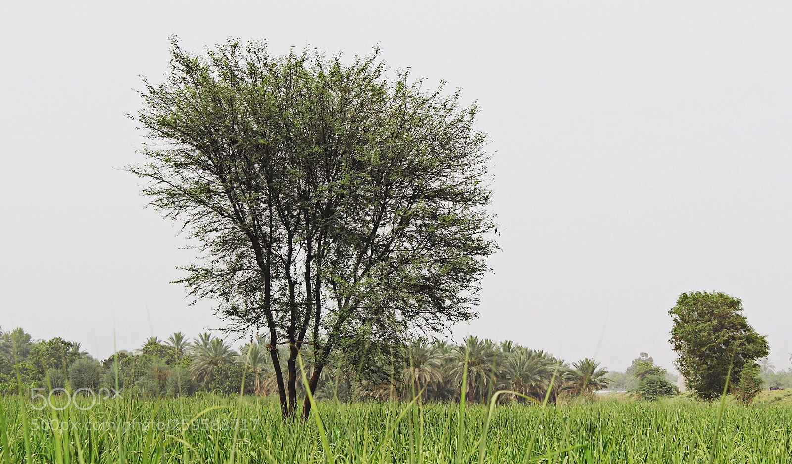 Canon EOS 60D sample photo. Alone but strong photography
