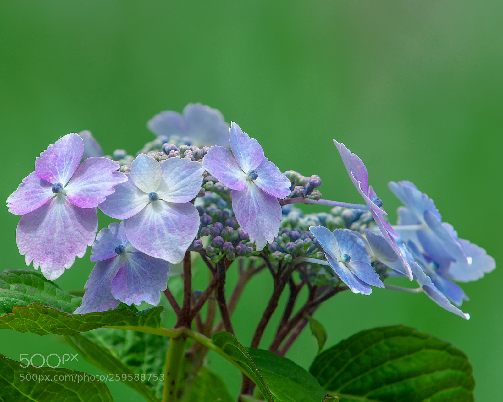 Nikon D500 sample photo. Hydrangea photography