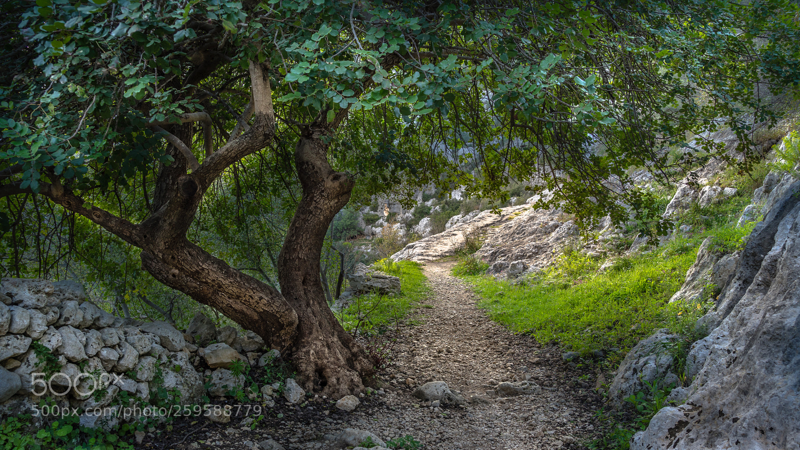 Sony a7 II sample photo. Passing underneath a tree... photography