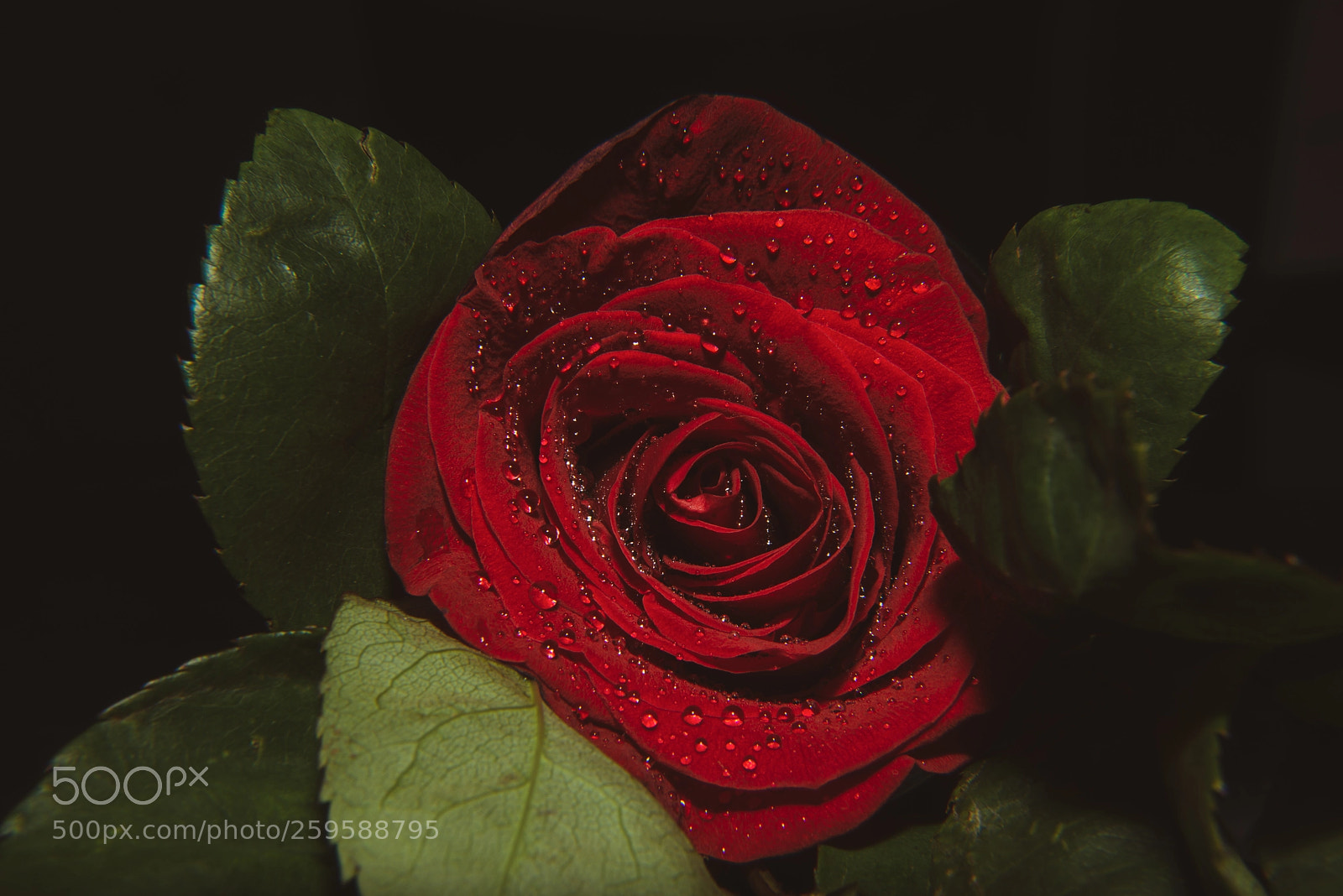 Nikon D800 sample photo. A close up macro photography
