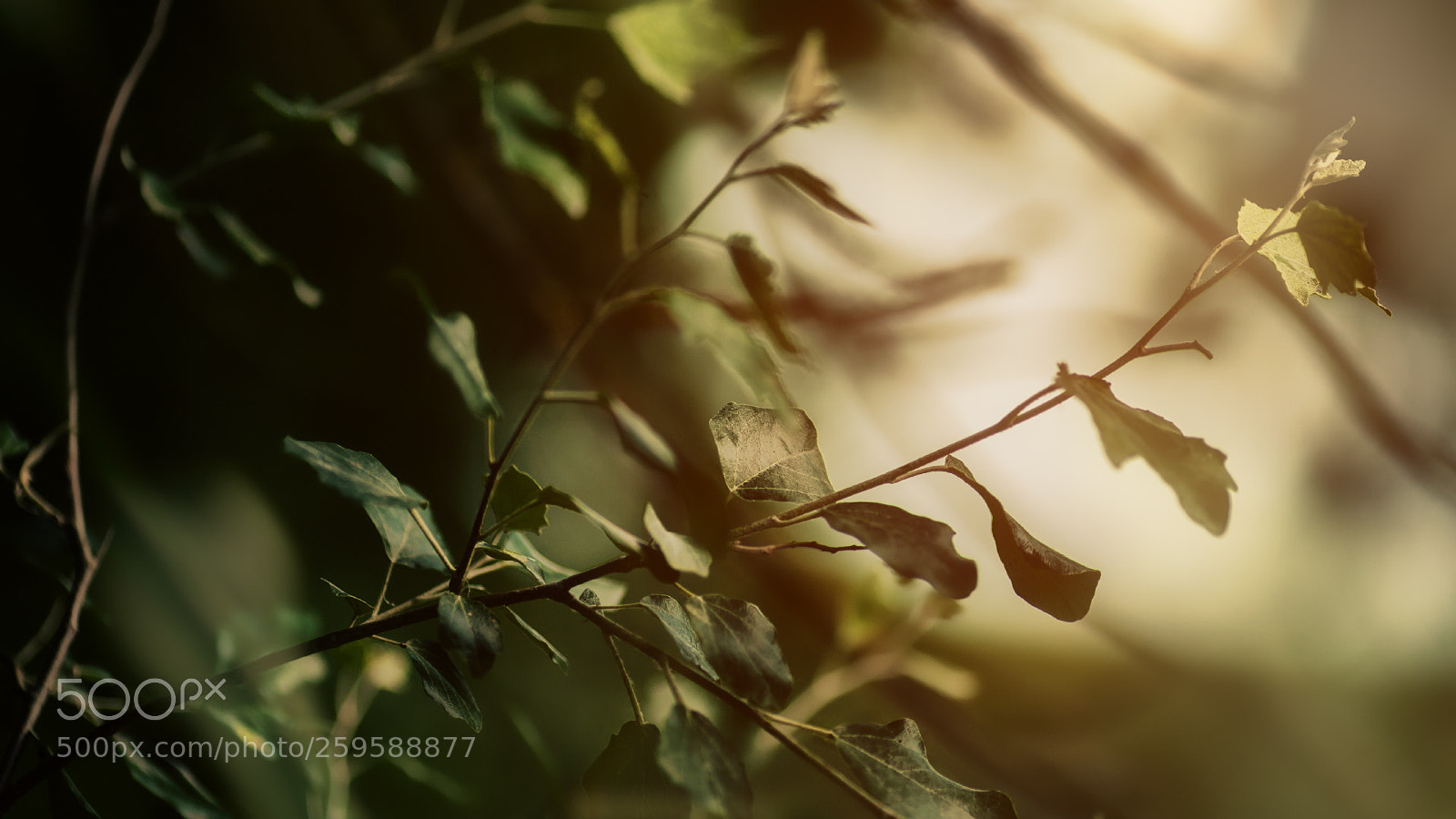 Canon EOS 5D sample photo. - photography