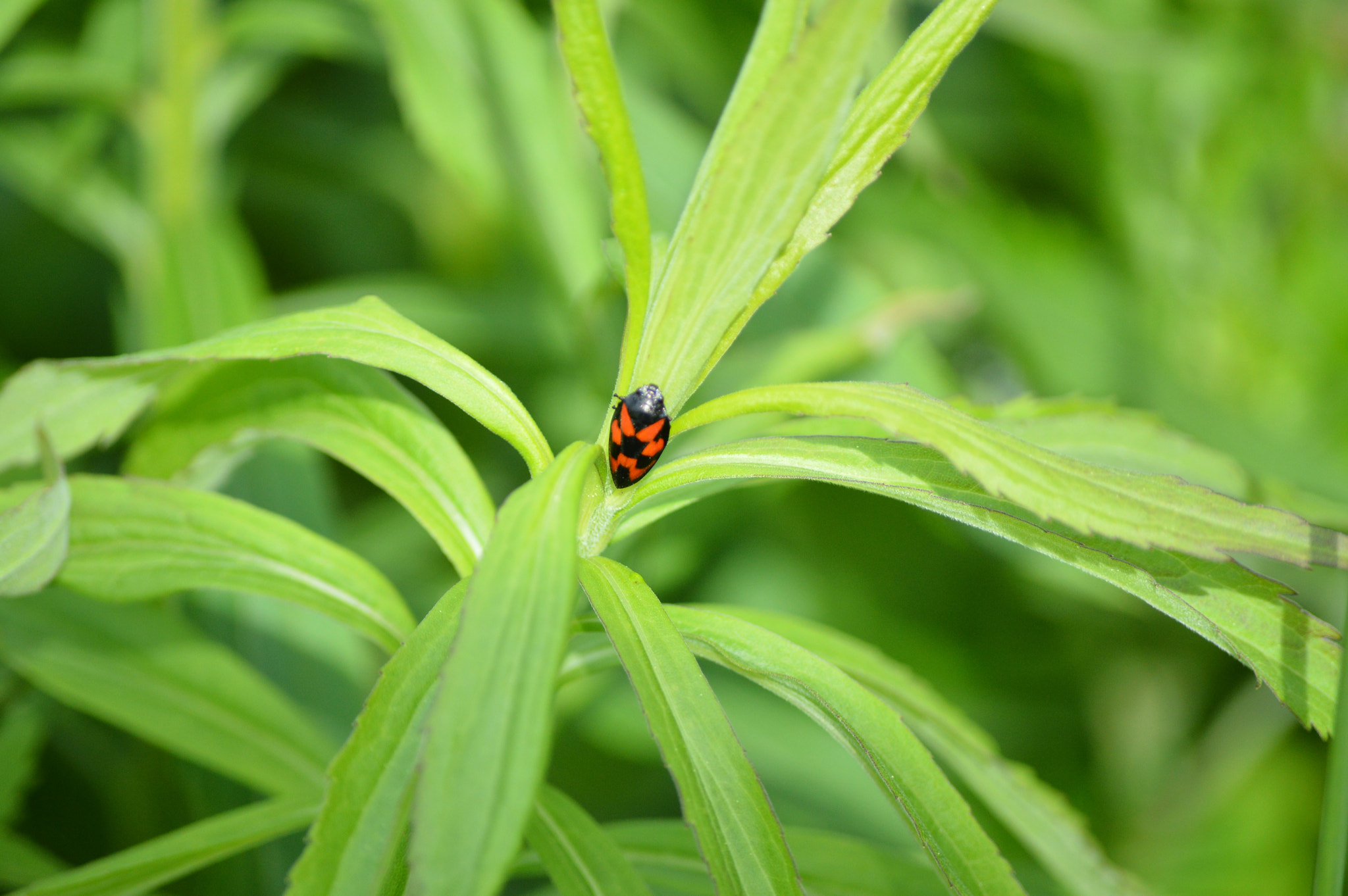 Nikon D3200 sample photo