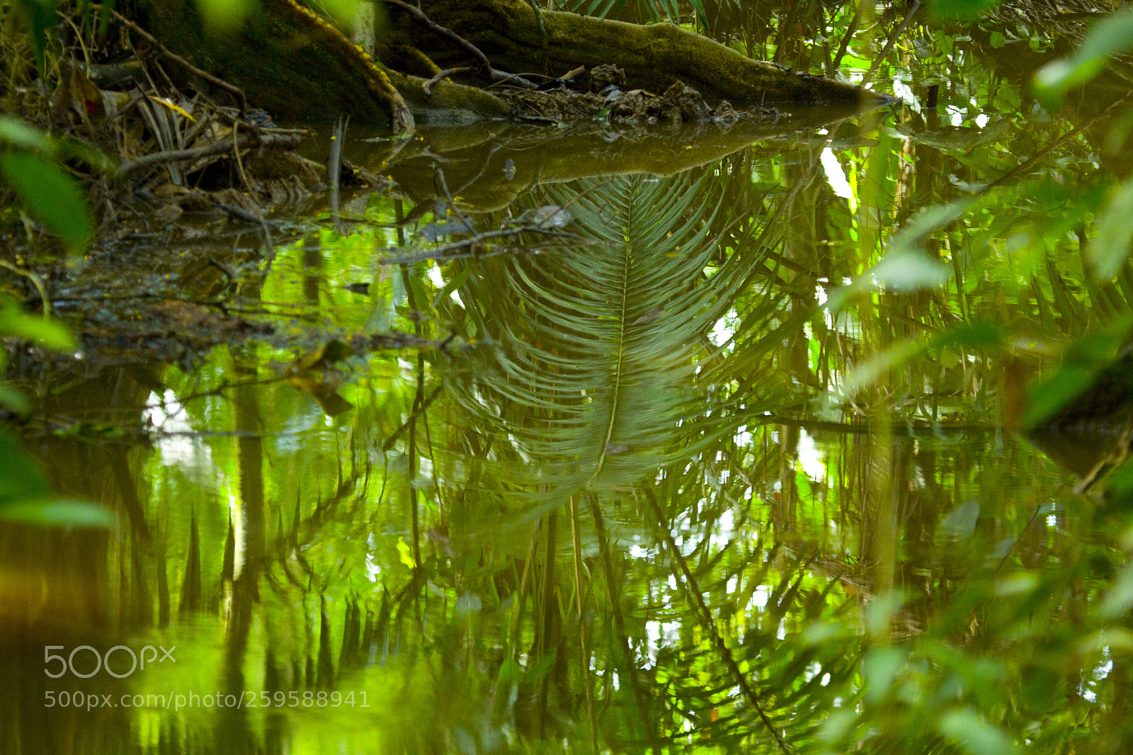 Canon EOS 50D sample photo. Real or reflection photography